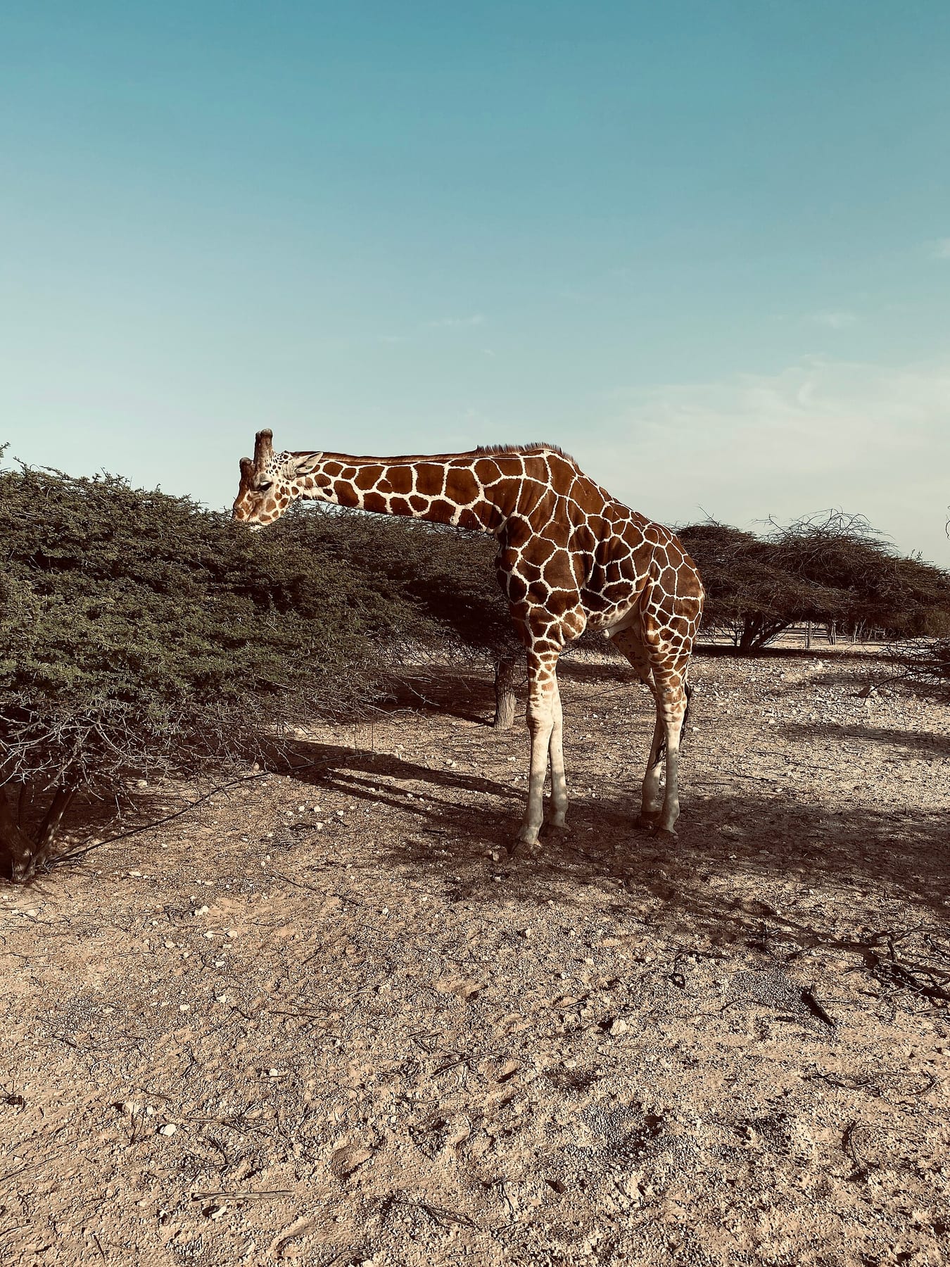 A giraffe browsing an acacia tree on Sir Bani Yas Island