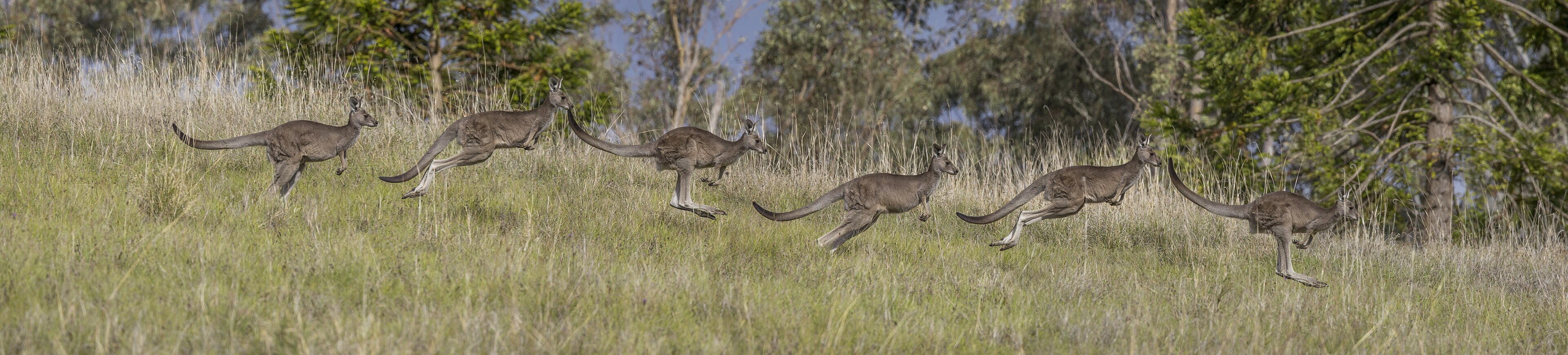 Eastern grey kangaroos in native Australian bushland