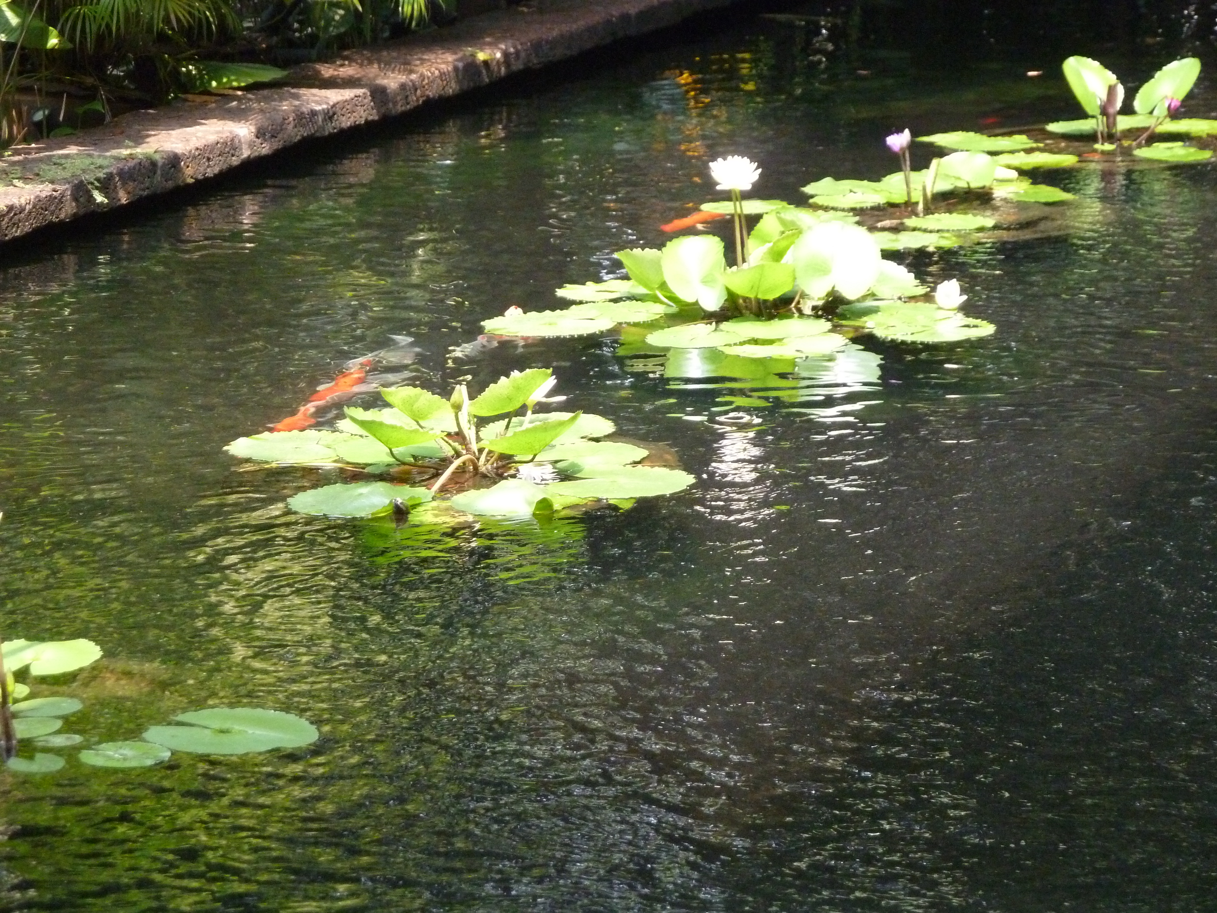 The teak compound of the Jim Thompson House, Bangkok