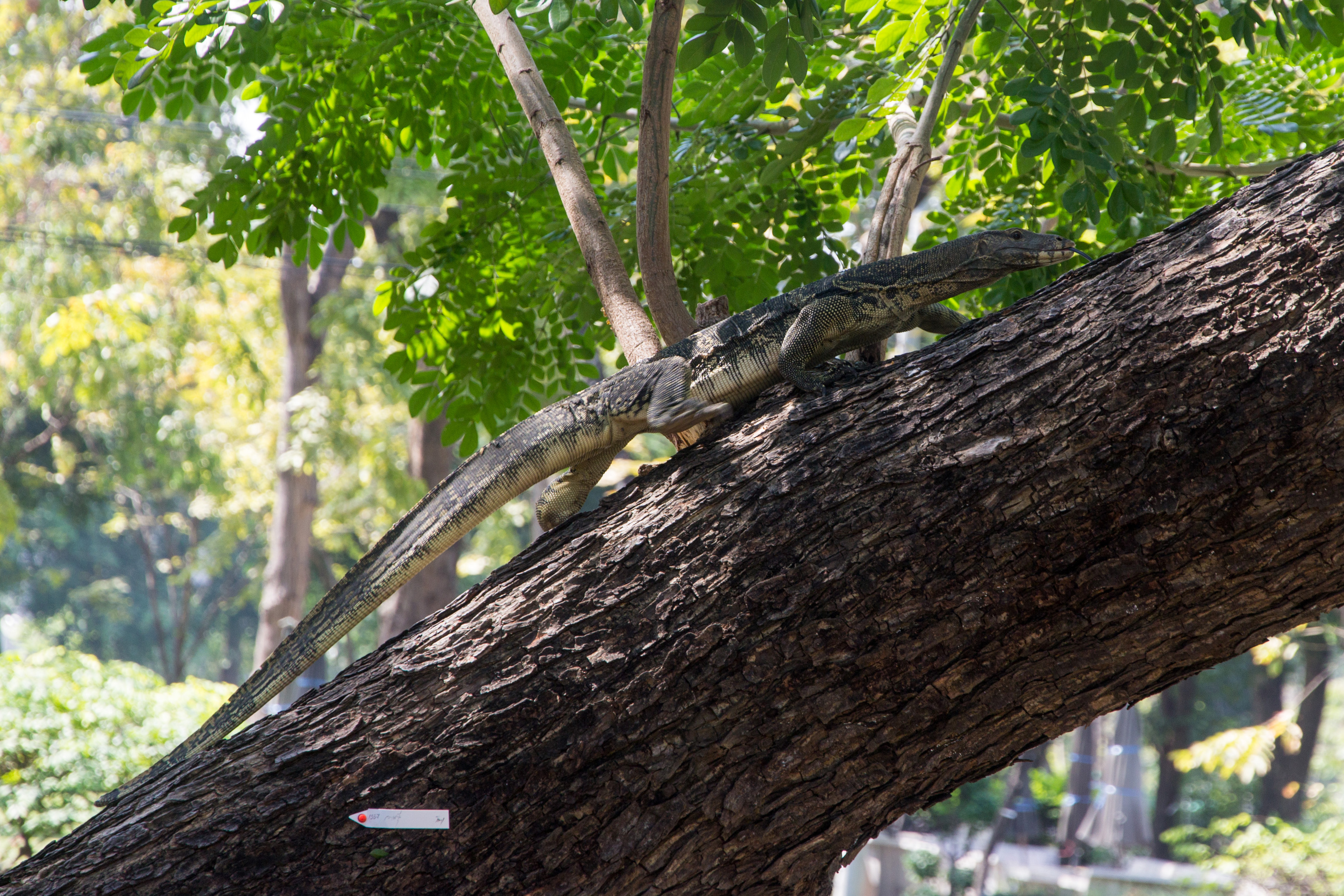 A wild Asian water monitor lizard climbing a tree at Lumpini Park in central Bangkok