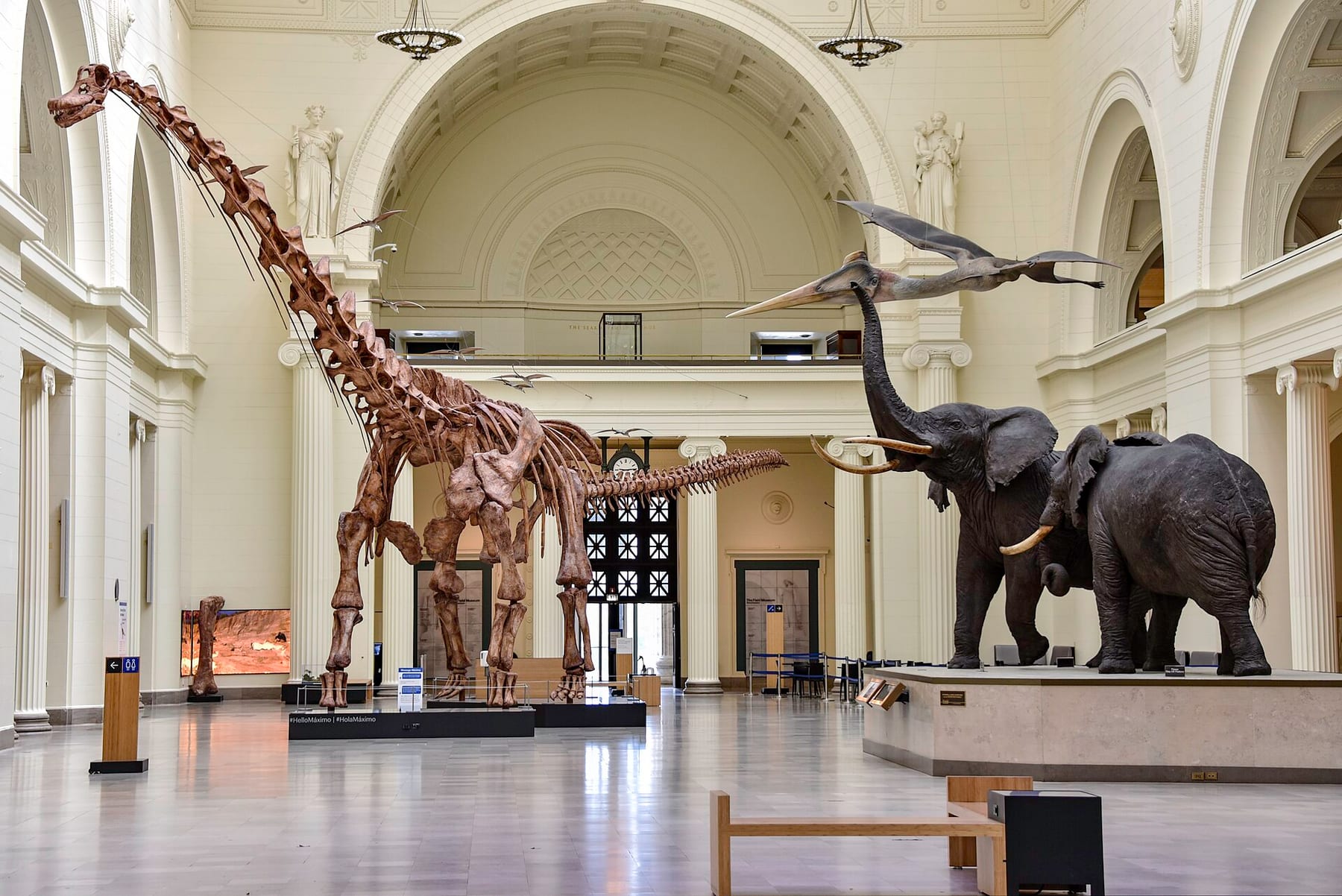 The main hall of the Field Museum with a long-necked titanosaur skeleton, two bull elephants and flying reptile models overhead, part of the general admission ticket on this page