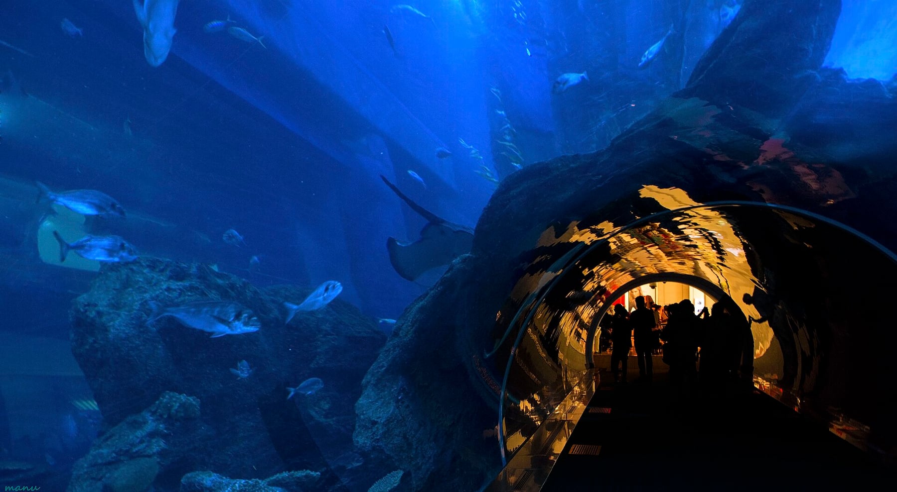 Visitors walking through the curved acrylic tunnel of the Dubai Aquarium beneath rays and fish
