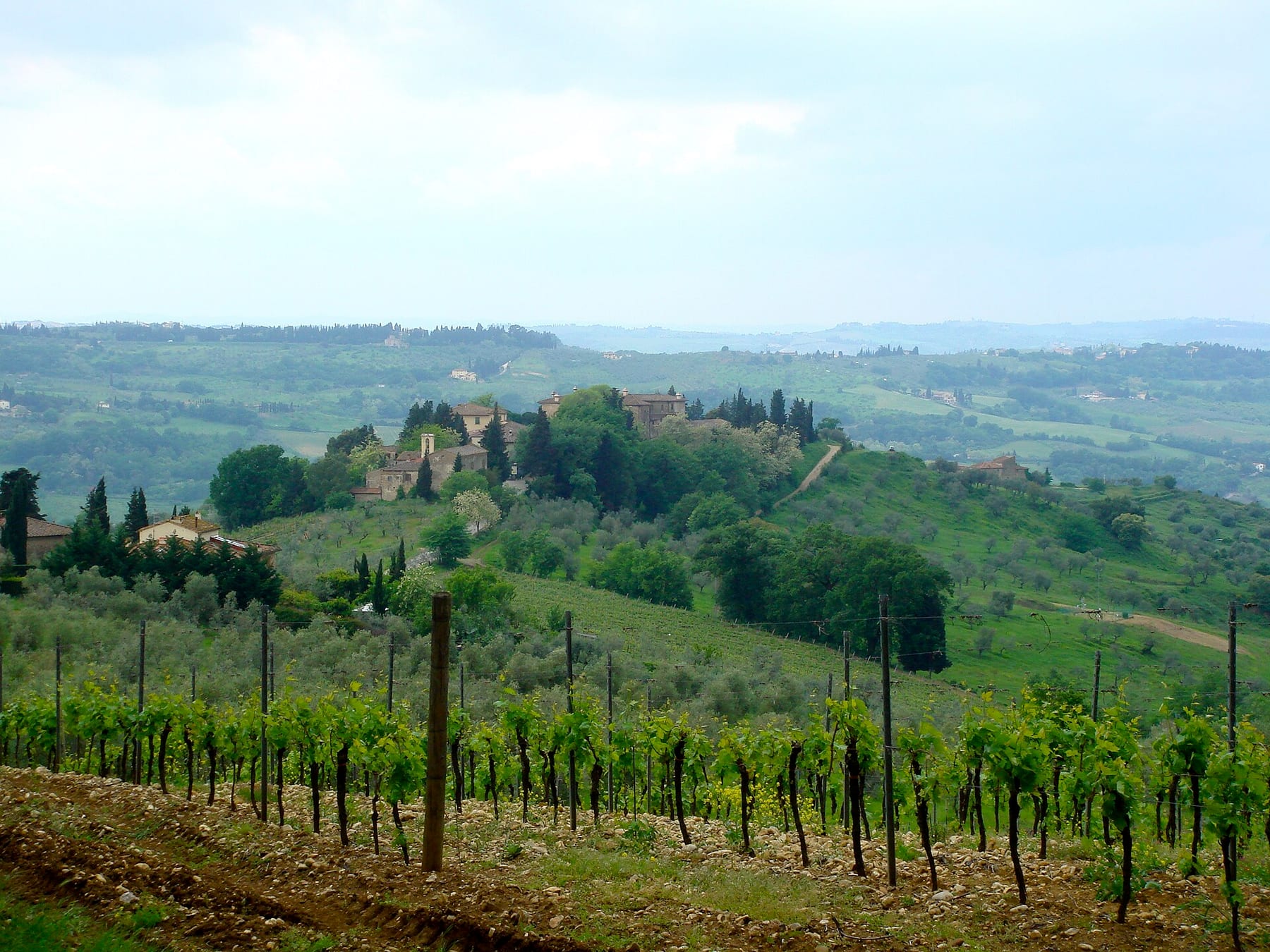 Rows of young vines in a Chianti vineyard, with a hill hamlet and olive groves beyond