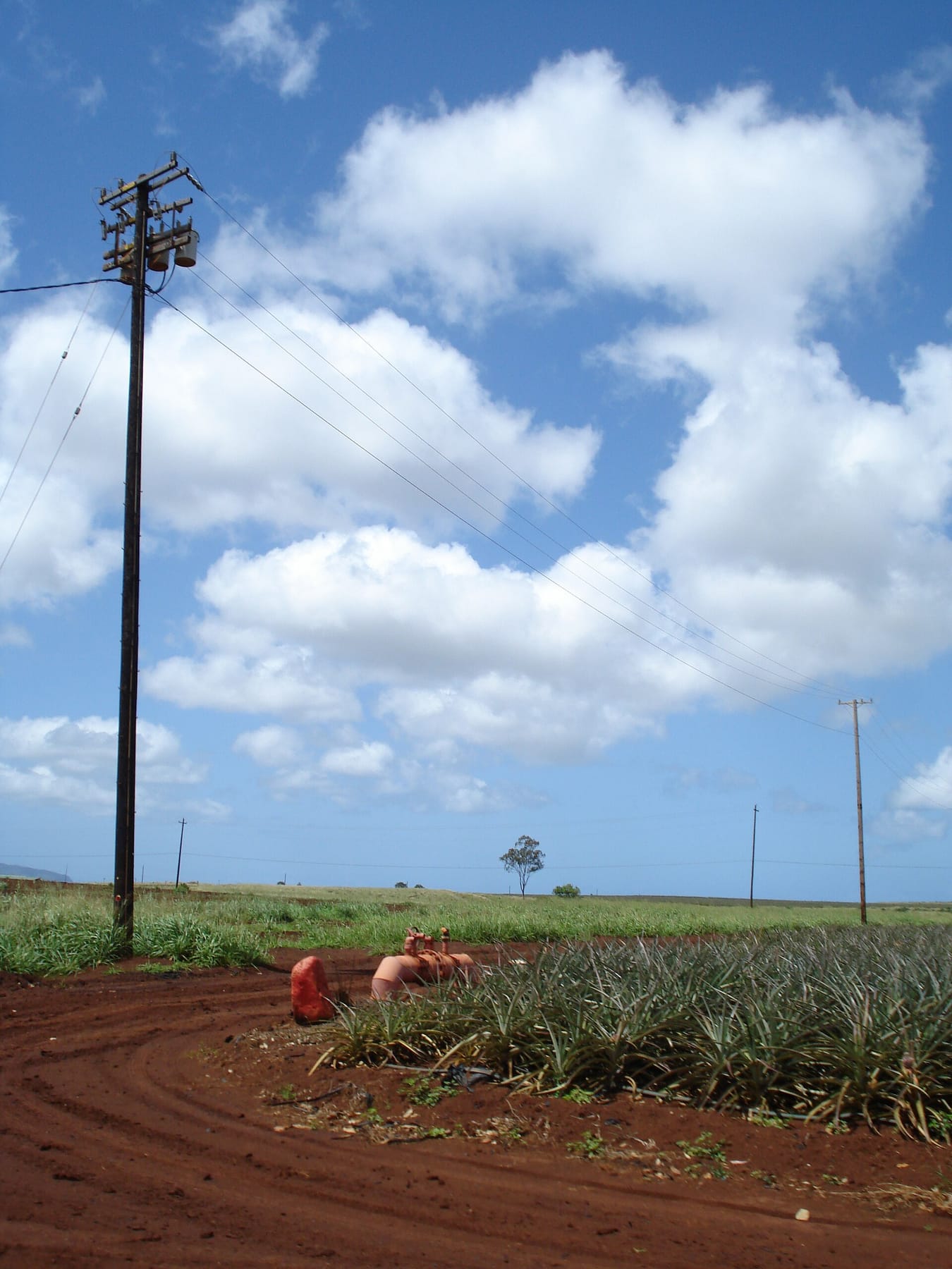 Rows of pineapple plants growing in red soil under a blue sky with clouds at Dole Plantation