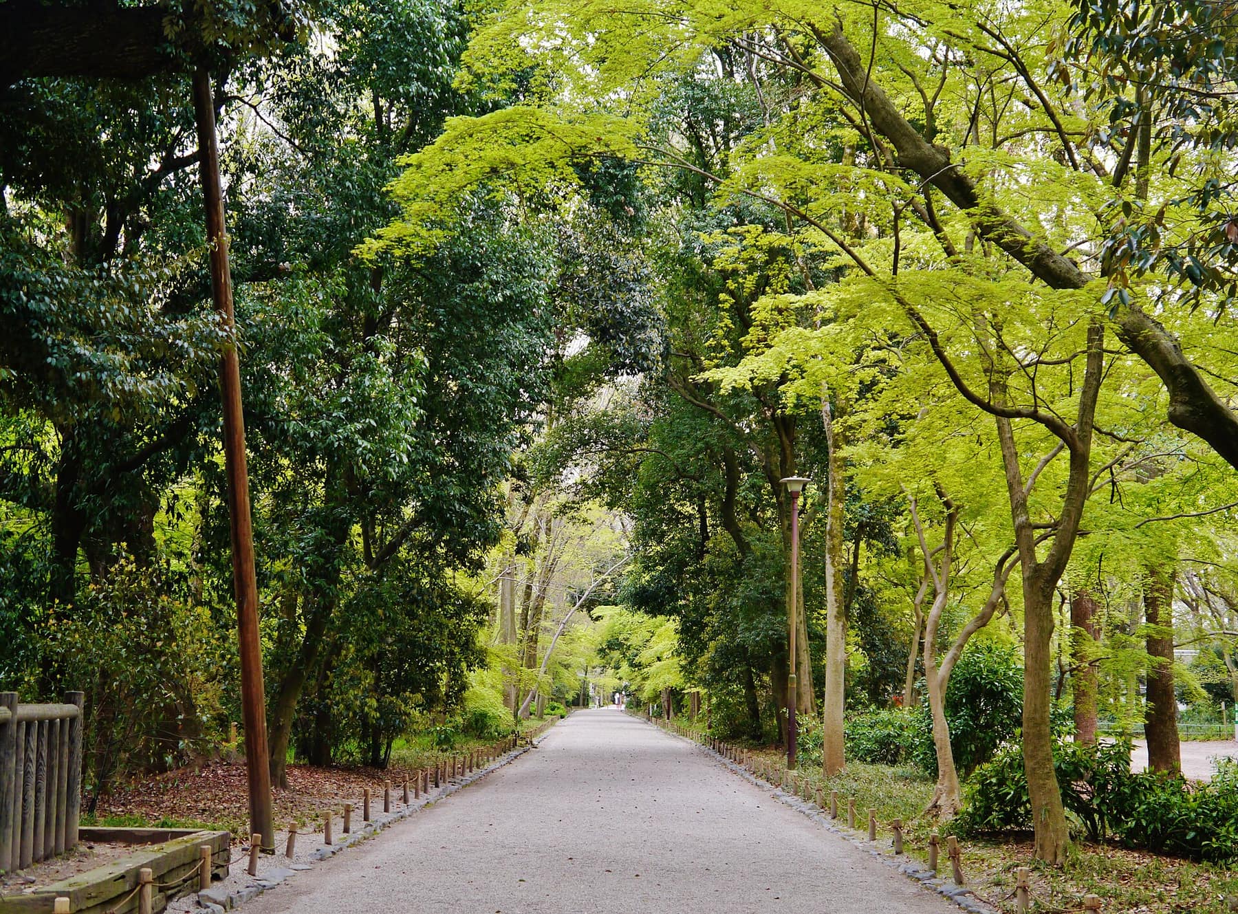 The gravel approach to Shimogamo Shrine running through the Tadasu no Mori forest
