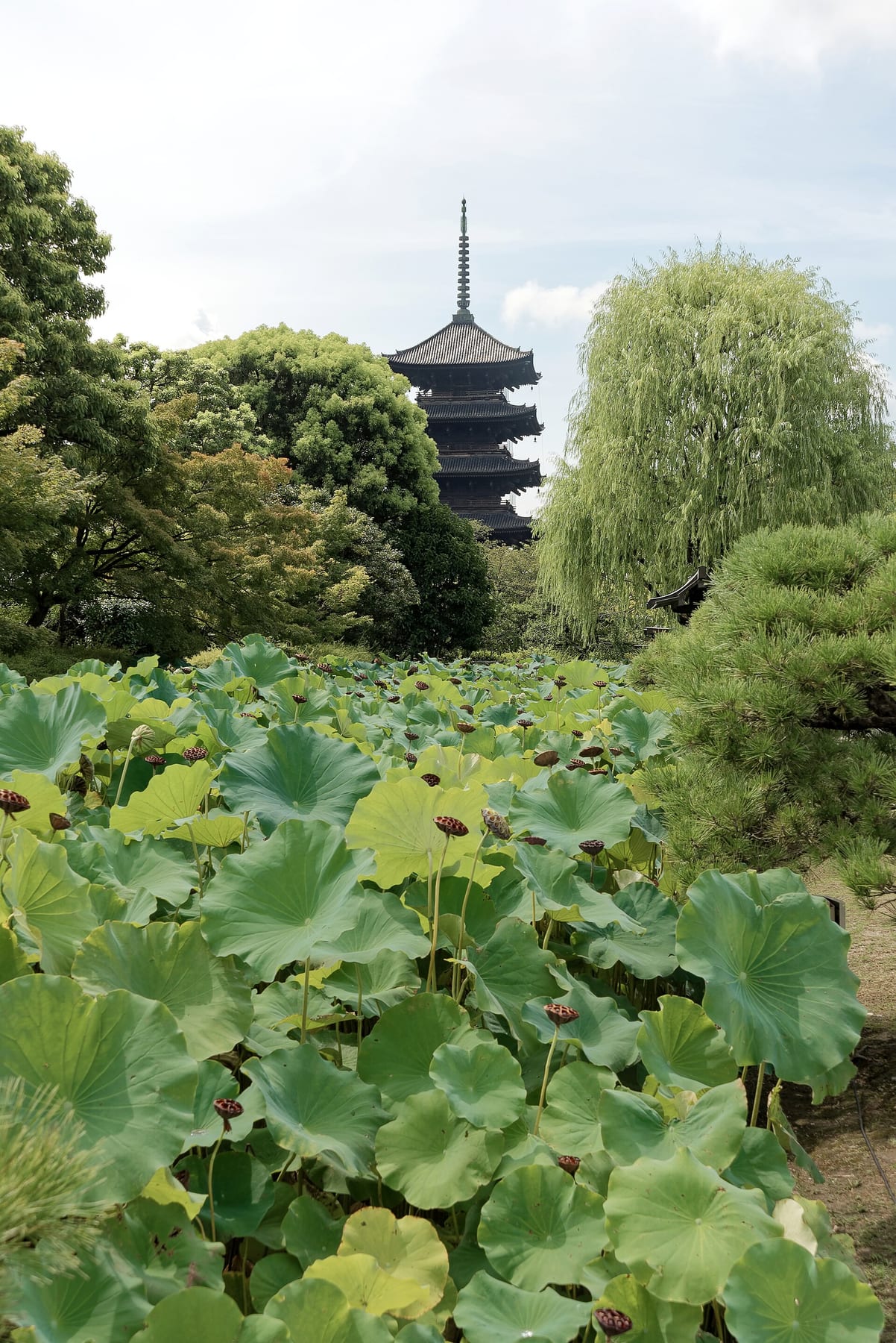The five-storied pagoda of Toji rising above lotus leaves in the temple garden, Kyoto