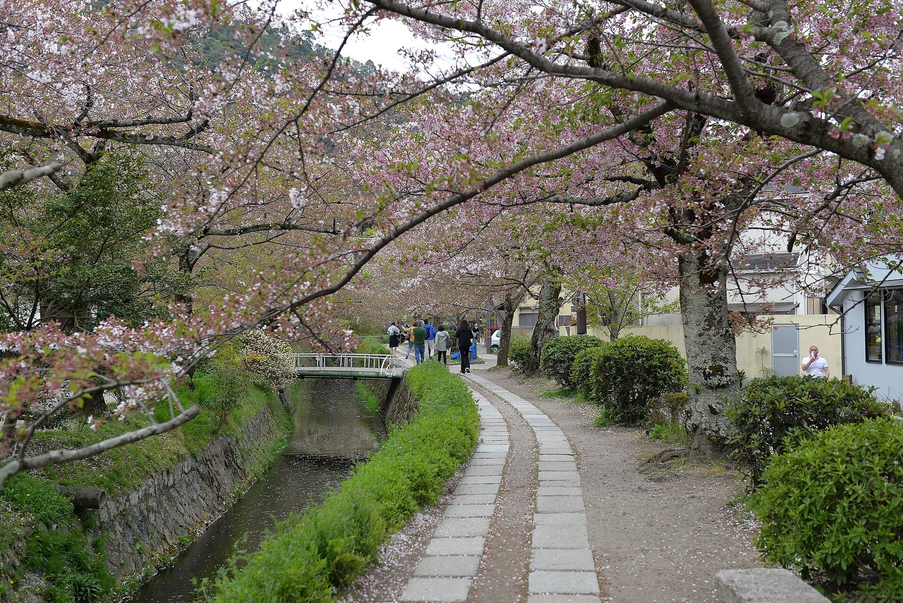 Cherry trees over the stone path beside the Philosopher’s Path canal in Kyoto