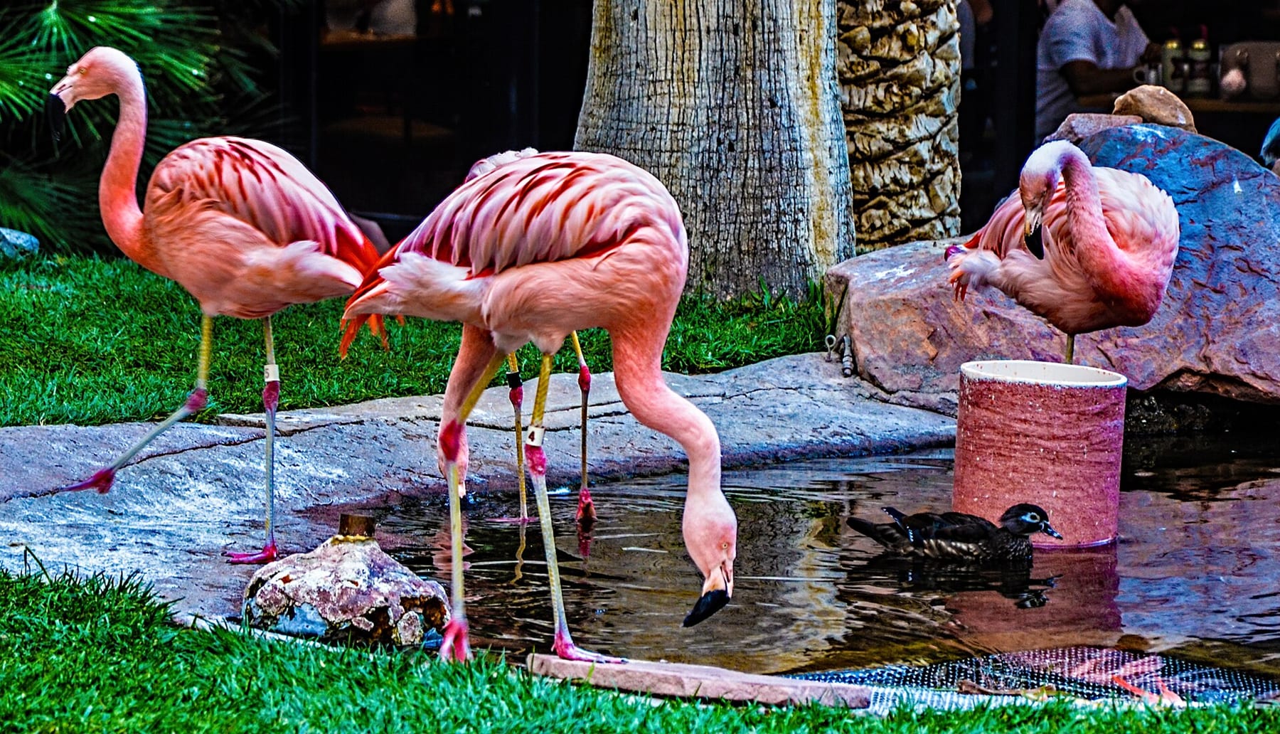Chilean flamingos drinking at a pond in the Flamingo Wildlife Habitat garden in Las Vegas, with a duck beside them