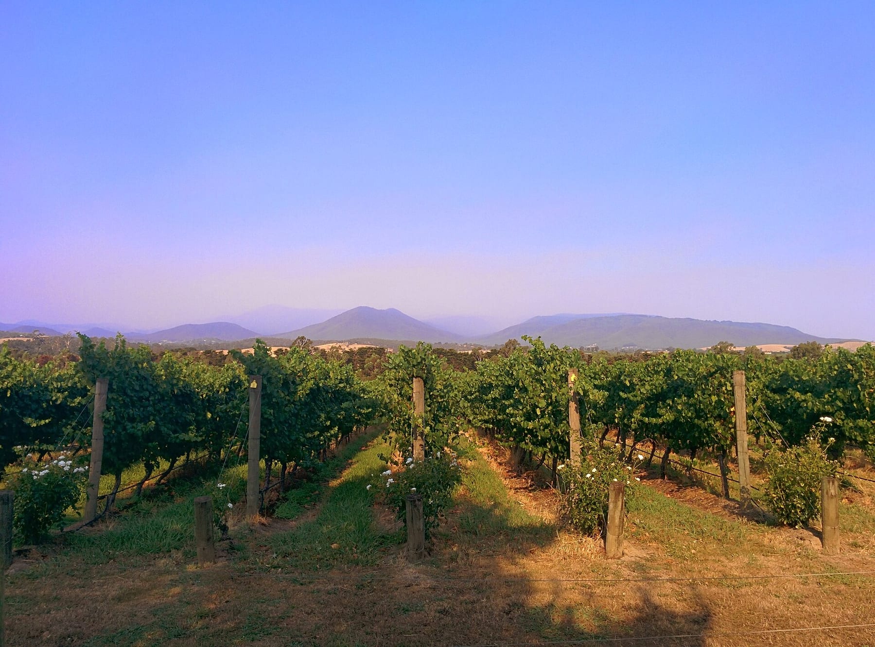 Rows of grapevines at a vineyard in the Yarra Valley, with blue hills on the horizon